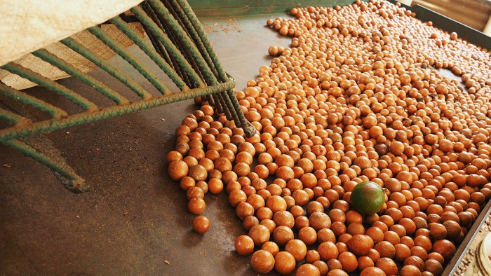 Chicken Bus a Macadamias