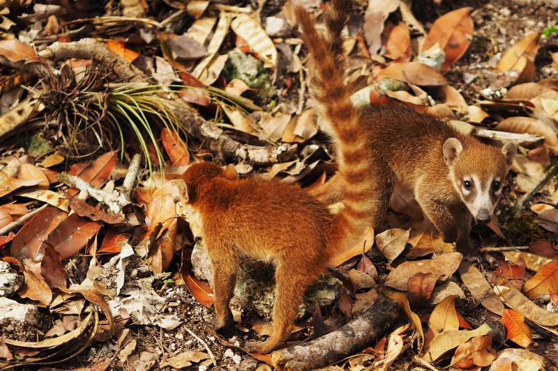 Freundliche Coatis