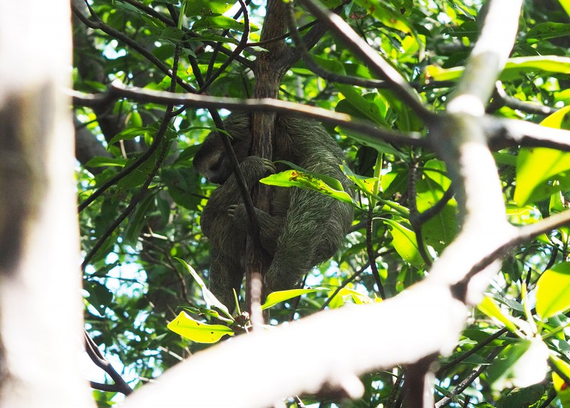 Faultier bei seiner Lieblingsbeschäftigung